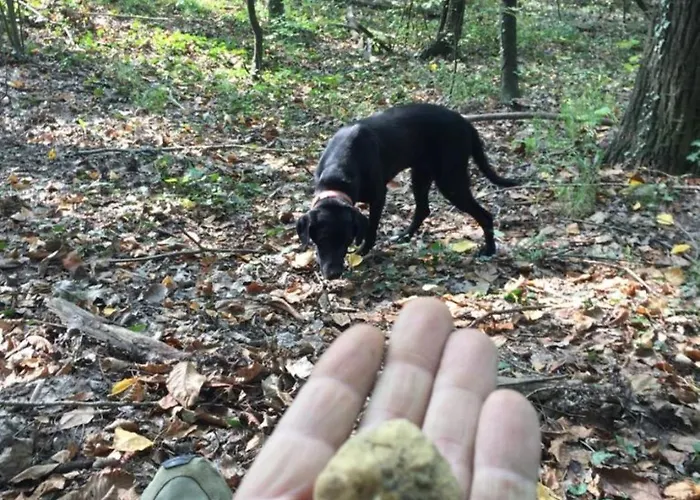 Peiragal Appartement *